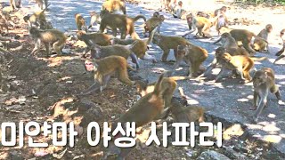 원숭이가 사람한테 덤비는 미얀마 야생 사파리 Myanmar Yangon Hlawga wildlife park မျောက်တို့ရဲ့ကောင်းကင်ဘုံလှော်ကား