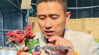 多肉植物如何控養？多肉能不能上顏色不是配土能決定的！