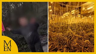 Police chase suspect and make arrest after £1m cannabis farm find