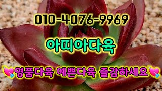 #아띠아다육 #多肉植物 #succulents #다육이 #명품다육