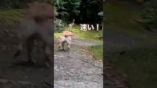 山で鹿を追いかける犬#funnydog#ラブラドールレトリバー #funnyshorts  #shorts #いぬ #labradorretriever #funny