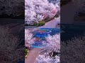 Cherry Blossom in Zhengzhou, Henan, China