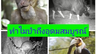 Animals seed dispersal อะไรอยู่เบื้องหลังความสมบูรณ์ของป่า มาดูกัน