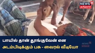 பாயில தான் தூங்குவேன்: பாசமிகு பழகிய பசு.. வைரலாகும் வீடியோ. | Cow Viral Video