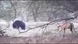 亞成年老虎和懶熊的沖突 Juvenile tiger and sloth bear conflict