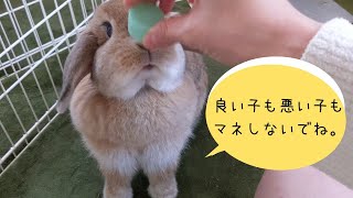 【反面教師】飼い主のちょっとした不注意でうさぎがケガをするかもしれません～ホーランドロップみかん＆らいむ