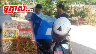 Incubator Chicken Quail - ទូភ្ញាស់ ពងមាន់ ពងក្រួច...