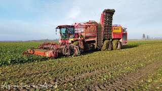 Suikerbieten rooien door Hack Harvest/Harvesting sugarbeets Hack Harvest