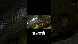 The Massive Green Anaconda!