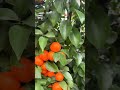 seasonal fruits shorts countryside garden villagelife