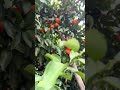 seasonal fruits shorts countryside garden villagelife