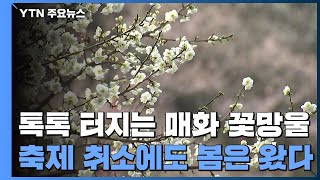 톡톡 터지는 '매화 꽃망울'...축제 취소에도 봄은 왔다 / YTN