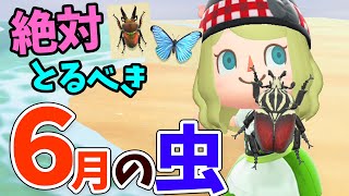 【あつ森】6月の虫の捕まえ方を全て紹介！ゴライアスオオツノハナムグリの出現方法やレアな虫の値段など6月の虫をコンプしながら解説！【あつまれどうぶつの森　攻略】