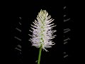 Blooming Phyteuma spicatum timelapse