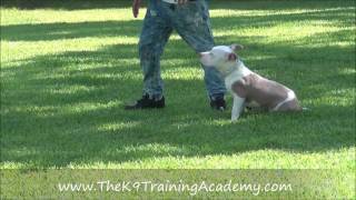 Zeus a Pit Bull doing his Basic Obedience