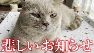 皆様に悲しいお知らせがあります【モフ猫「ましゅー」】不調事件