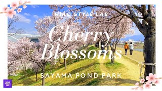 春本番【桜プレミア】　Cherry Blossoms：Sayama Pond Park, Osaka  大阪狭山市の「狭山池公園」の桜がまぶしかった！＃大阪最速の桜、＃狭山池公園、＃桜