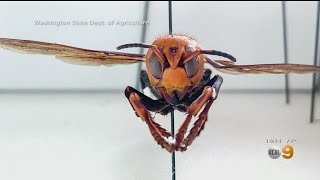 Experts: Invasive Giant Asian Hornet Poses Threat To Honey Bee Population, Humans