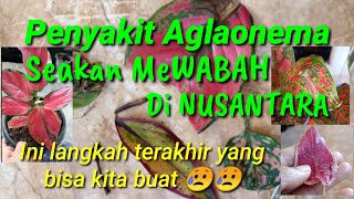 WABAH PENYAKIT AGLAONEMA se NUSANTARA saat ini (Langkah terakhir yang bisa dibuat)