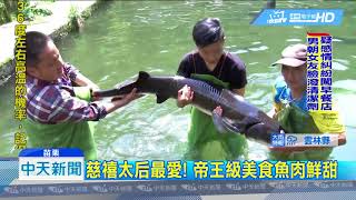 20180802中天新聞　鱘龍魚嬌貴怕曬　苗飆37度架黑網避暑