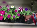 petunia plant care പെറ്റുണിയ പ്ലാന്റ്‌ കെയർ