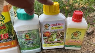 Initially stage of OM5451 should spray at 58days better!!! រូបមន្តថែរទាំស្រូវដង្ហើមធំ #077555149