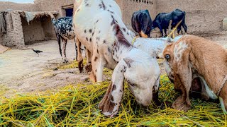 bakra lari bado badi #bakralaribadobadi bakri Ka bacha beat video