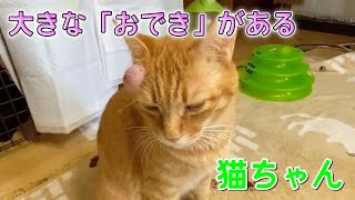 できものが大きくなってしまったので緊急切除手術しました【Removed a cat’s boil】