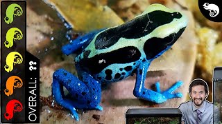 Poison Dart Frog, The Best Pet Amphibian?