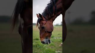 Mesmerizing Horse Grazing Close-Up | ASMR Relaxation #HorseGrazing #CloseUp