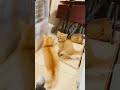 cat kitten catlover cutecat cute 有趣的时刻 爱猫的人们 funny niedliches pets