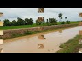 fishing trap by deep hole ដាក់អន្លុងយកត្រីតាមភ្លឺស្រែ