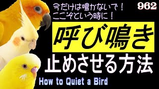 小鳥・インコの鳴き声、うるさい呼び鳴き対策・しつけ・騒音問題解決法｜セキセイインコ・オカメインコ・コガネメキシコインコ　How to Quiet a Bird | Pet Bird 962