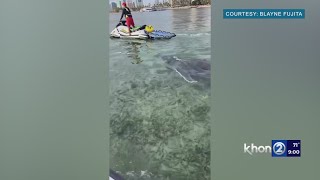 Humpback calf seen swimming alone off Waikiki