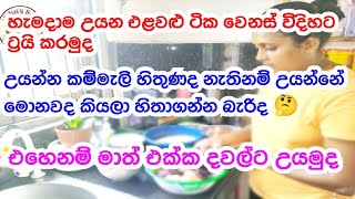 උයන්න කම්මැලි, උයන්නේ මොනවද කියලා හිතාගන්න බැරි සහ එකම විදිහට කාලා එපා වුණ අයට🤔ලන්ච් එක ලේසියෙන්ම 🤗