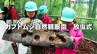 カブトムシ放虫式　田村市