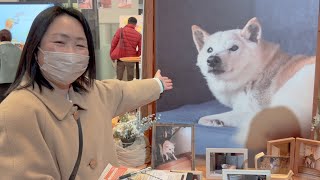 Shiba Inu Aitan went to a photo exhibition of her eternal rival