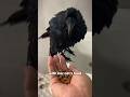 Crow and kitten quarrel.#crow  #kitten #scrap #youtube #foryou