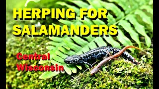 HERPING FOR SALAMANDERS (Central Wisconsin)