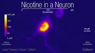 This is a Neuron on Nicotine (Lester Group / Caltech)