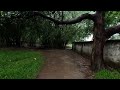 refreshing monsoon rain walk in beautiful bangladesh asmr rain sounds for sleep u0026 meditation