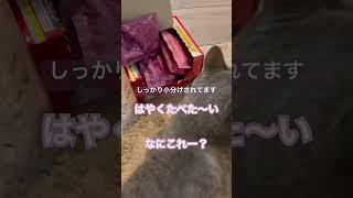 銀のスプーン 三ツ星グルメ お魚味クリーム ほたて味。気に入った。#ねこ動画 #猫のいる暮らし #猫のいる生活 #ごはん #おやつタイム #shorts #猫のおやつ