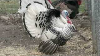 Royal Palm Turkey Strut and Bronze Turkey Strutting and calling Sound Noise Close Up Shot