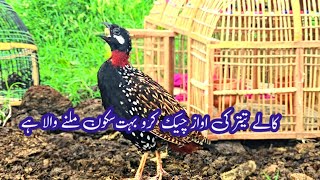 Kala teetar awaz Kala Teetar ki awaz Black francolin Kala teetar Kala titar awaz