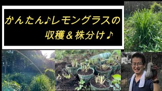 かんたん♪レモングラスの収穫・株分け♪