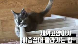 [eng]새끼고양이가 이층침대 올라가는 법 (How kittens climb up the bunk)