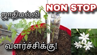 ஜாதிமல்லி அசுர வளர்ச்சிக்கு| Jathimalli | Compost Tower | Terrace Garden Ideas| Gardening