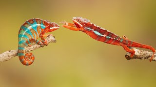Exploring the Fascinating World of Lizards: Nature’s Tiny Dragons 🦎