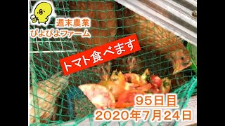 ニワトリ を飼ってみた（９５日目）　〜初めてトマトを食べました〜