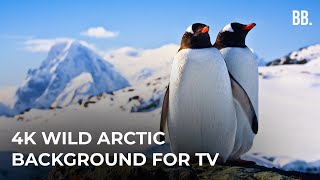 4K Antarctica & South Pole Wildlife | Wild Arctic Relaxation ScreenSaver for TV,